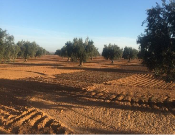 Castel Gelluli Extra Virgin OLive Oil